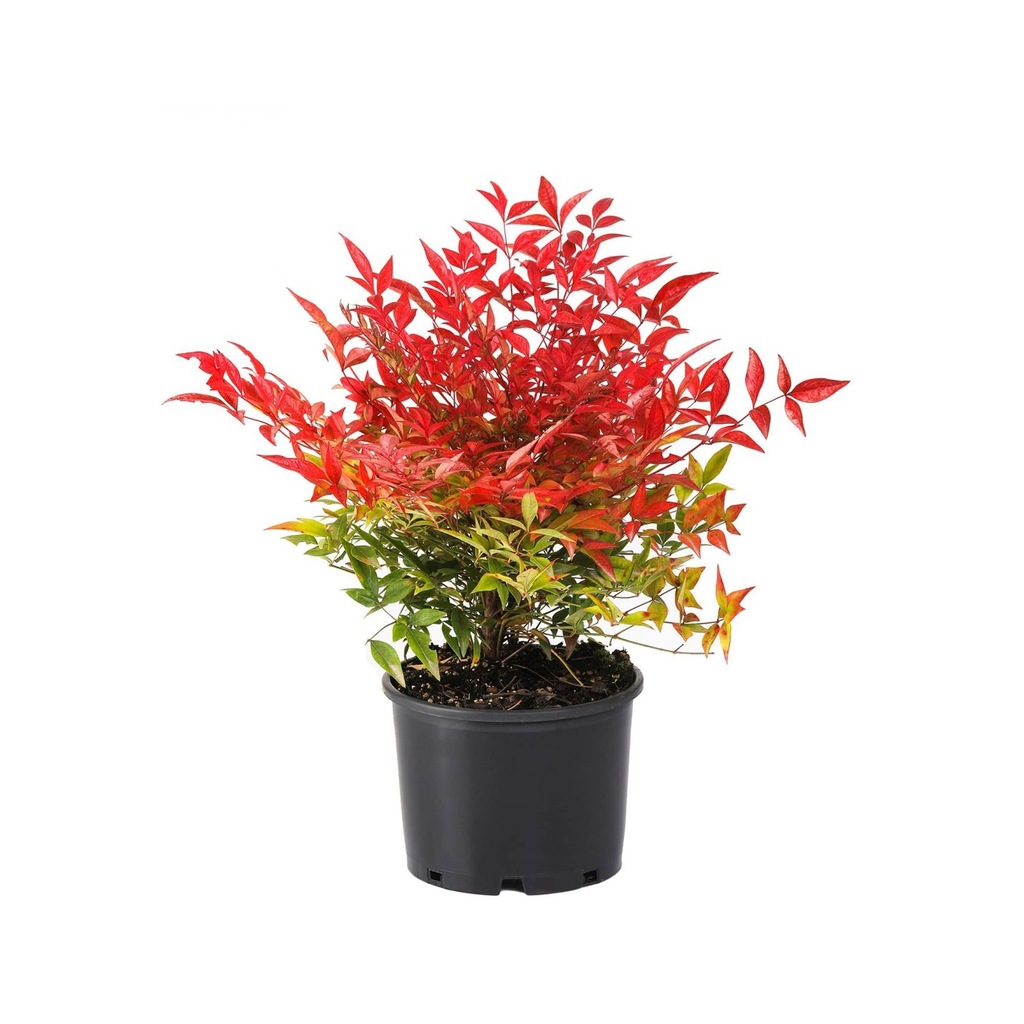 Cennet Bambusu Büyük: Nandina 3 litrelik saksıda 40-60 cm