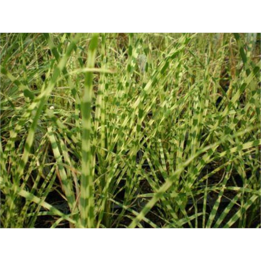Miscanthus - Çin kamışı 70