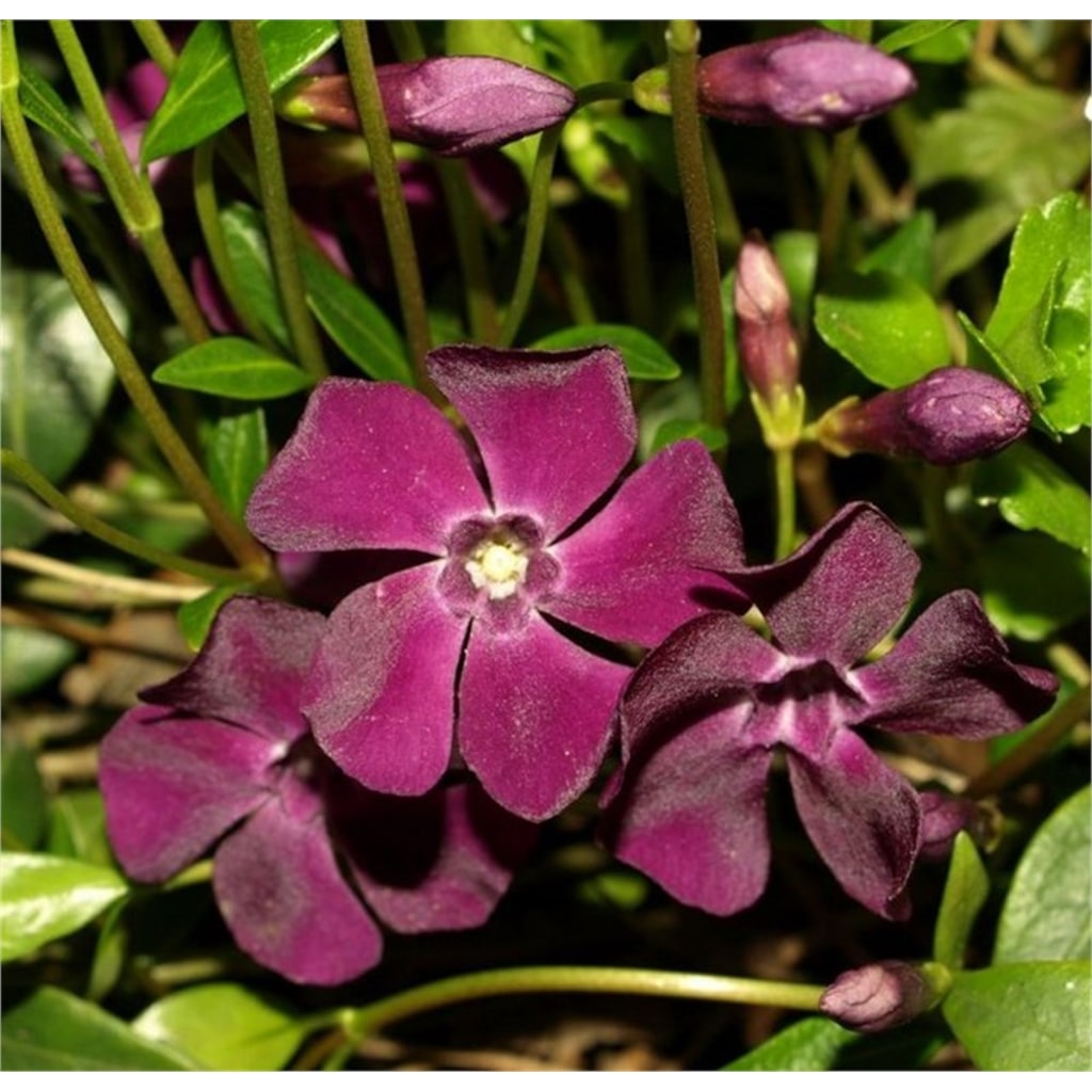 Барвинок малый (Vinca Minor)