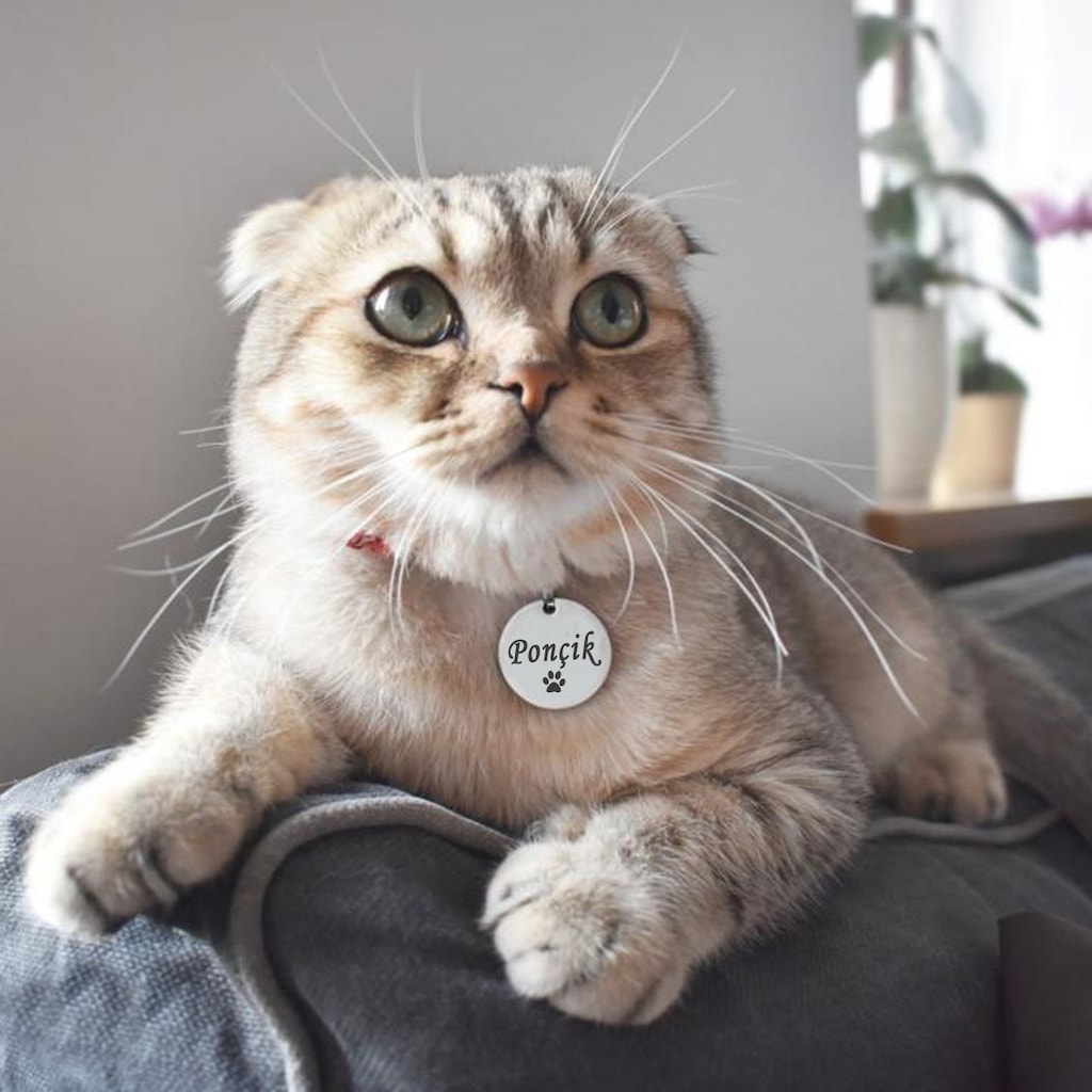 Yuvarlak Kedi Kunyesi Metal Kedi Kopek Isimligi Paslanmaz Celik Fiyatlari Ve Ozellikleri