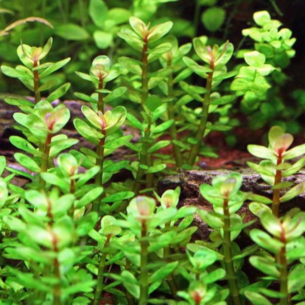 10 Adet Rotala Indica Akvaryum Süs Bitkisi Tohumu - n11.com