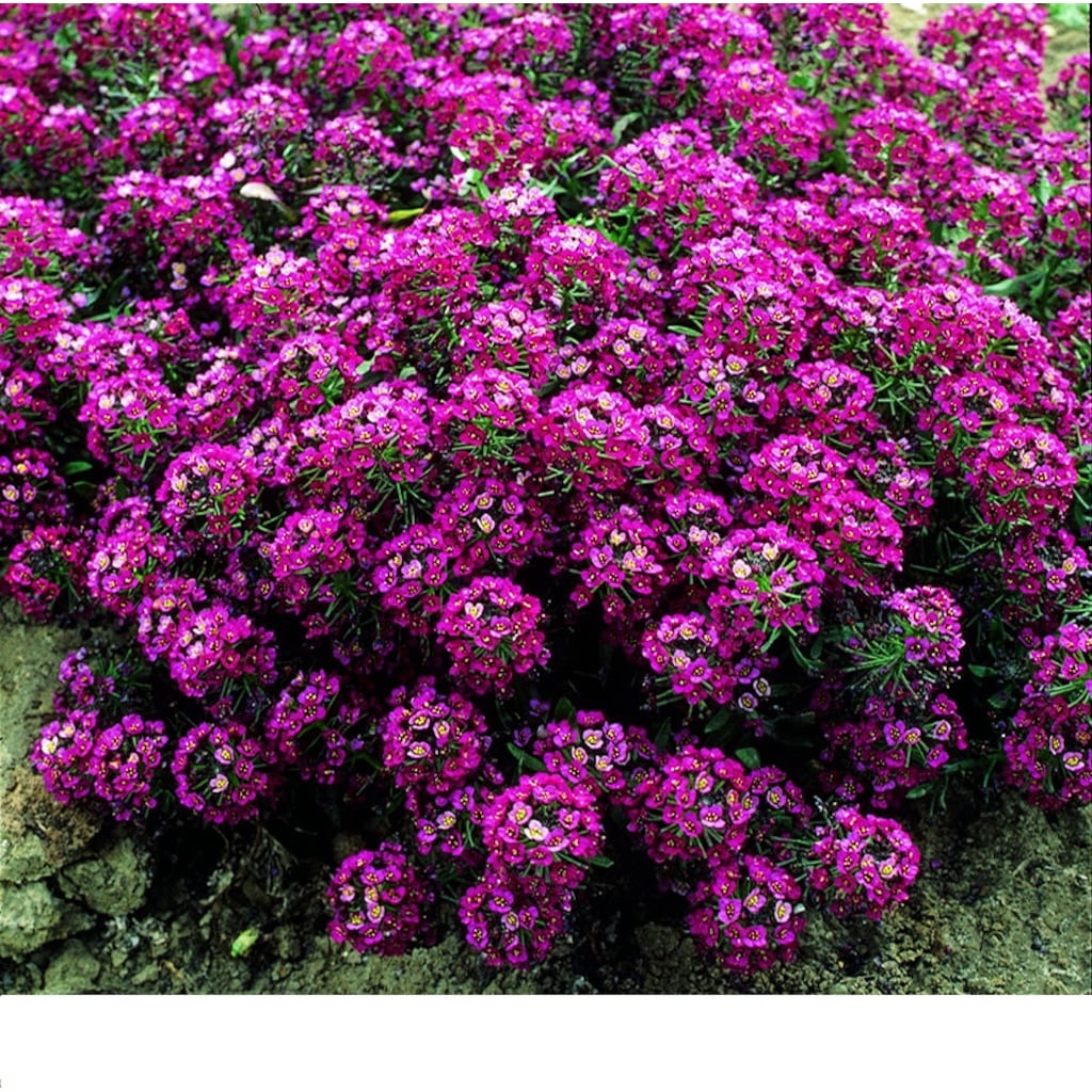 Alyssum Pembe Çiçekli- Kokulu Çiçekler-500+Tohum Fiyatları ...