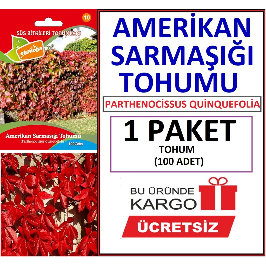 Parthenocissus Quinquefolia Amerikan Sarmasigi Fidani 5 Adet Saksida Plantistanbul Fidan Satisi Fidan Siparisi Meyve Fidani Ve Sus Bitkileri Elma Armut Erik Kiraz Visne Seftali Bogurtlen Asma Uzum