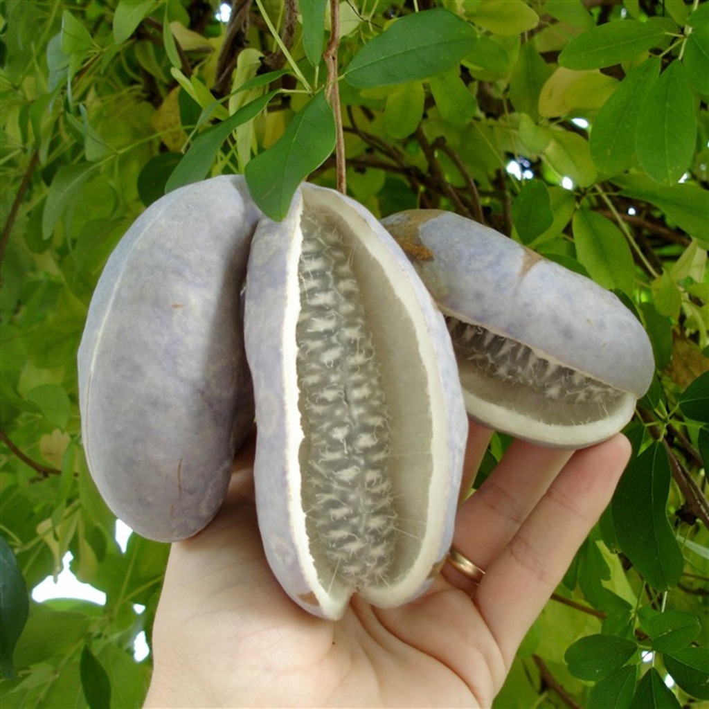 Çikolata Sarmaşığı Akebia Meyvesi Tohumu No.86