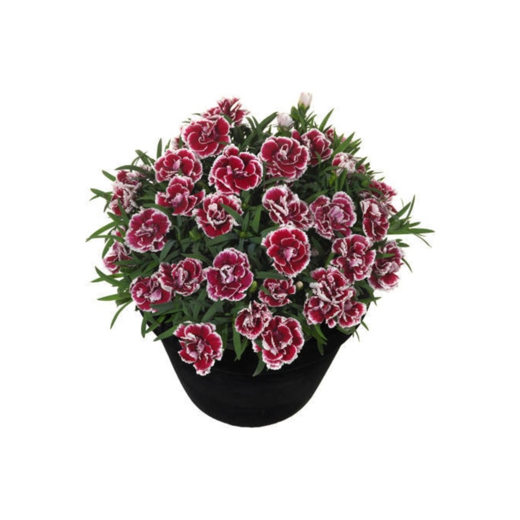 Çin Karanfili Tohumu 10 Tohum Karanfil Çiçeği + Süpriz Hediye Fiyatları