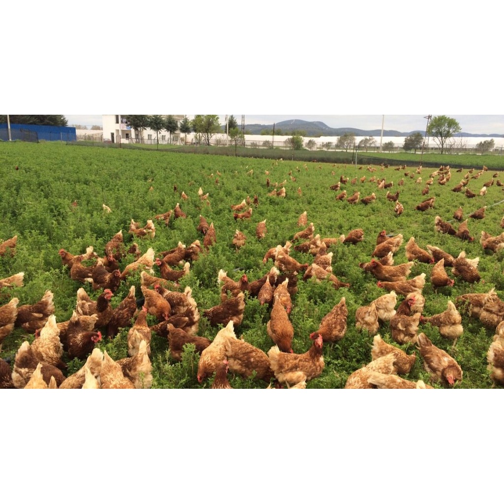 GEZEN TAVUK YONCASI TOHUMU 1 KG Fiyatları ve Özellikleri
