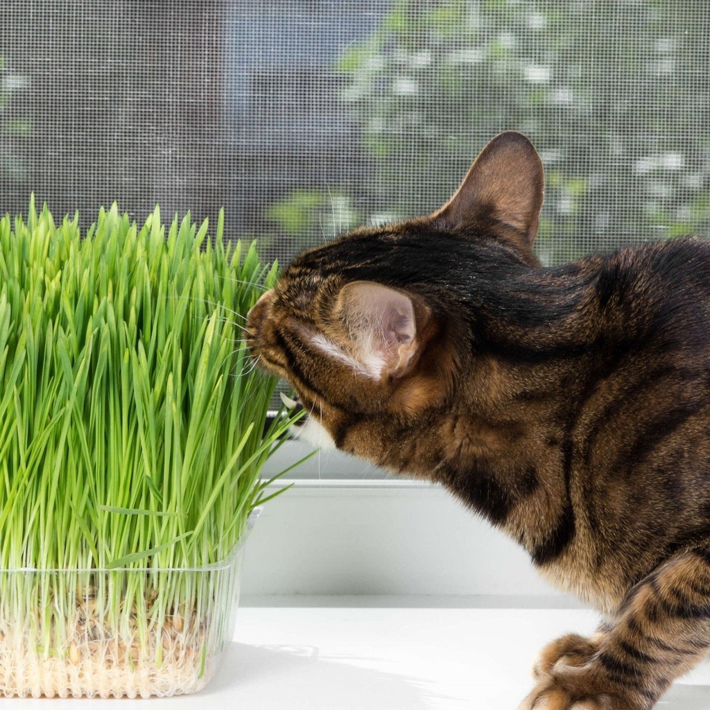 Kedi Otu Tohumu 75 Tohum Fiyatlari Ve Ozellikleri