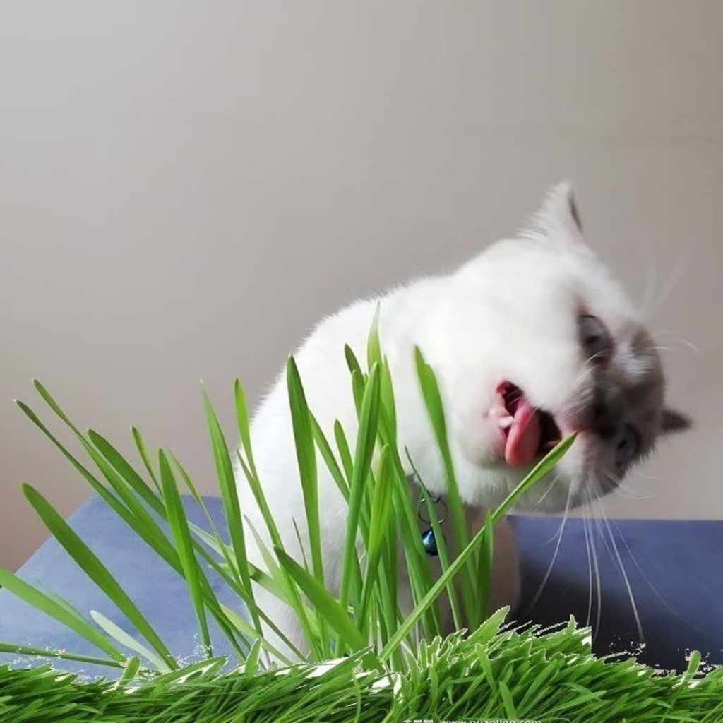 Kedi Otu Tohumu 75 Tohum Fiyatlari Ve Ozellikleri Kedi Otu Tohumu 75 Tohum Fiyatlari Ve Ozellikleri