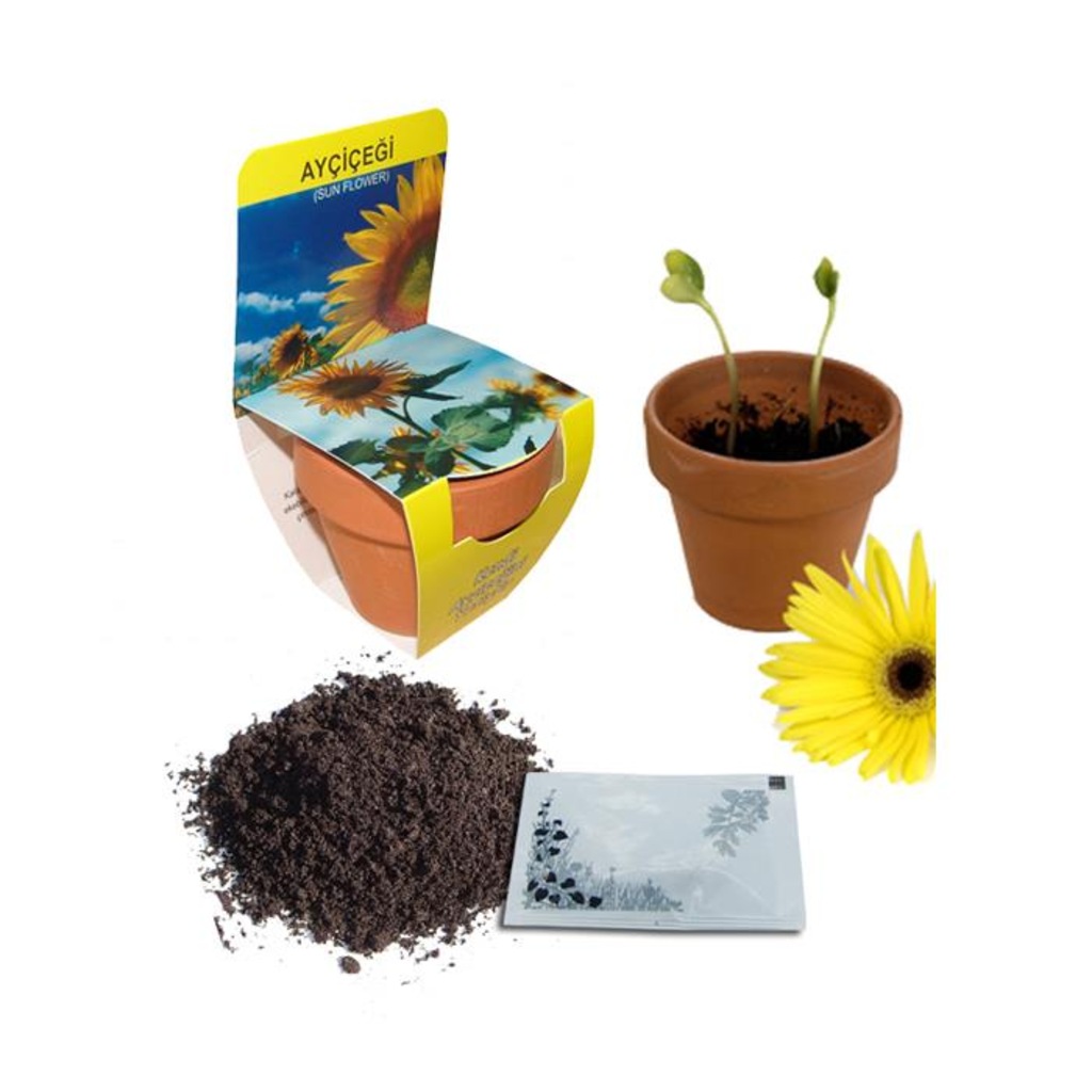 Juno Seramik Saksida Aycicegi Bloom And Fresh
