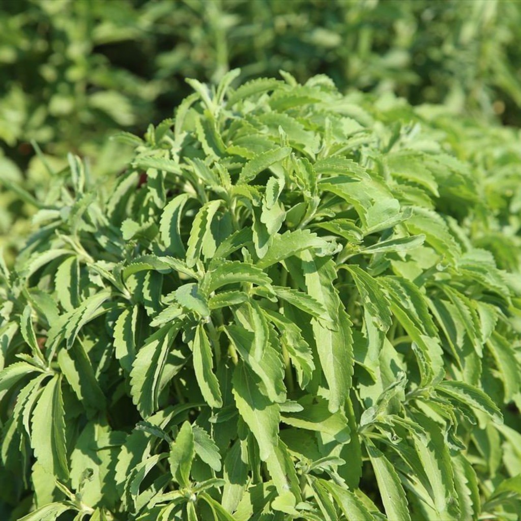 Hizli Gonderim Dogal Stevia Tohumu