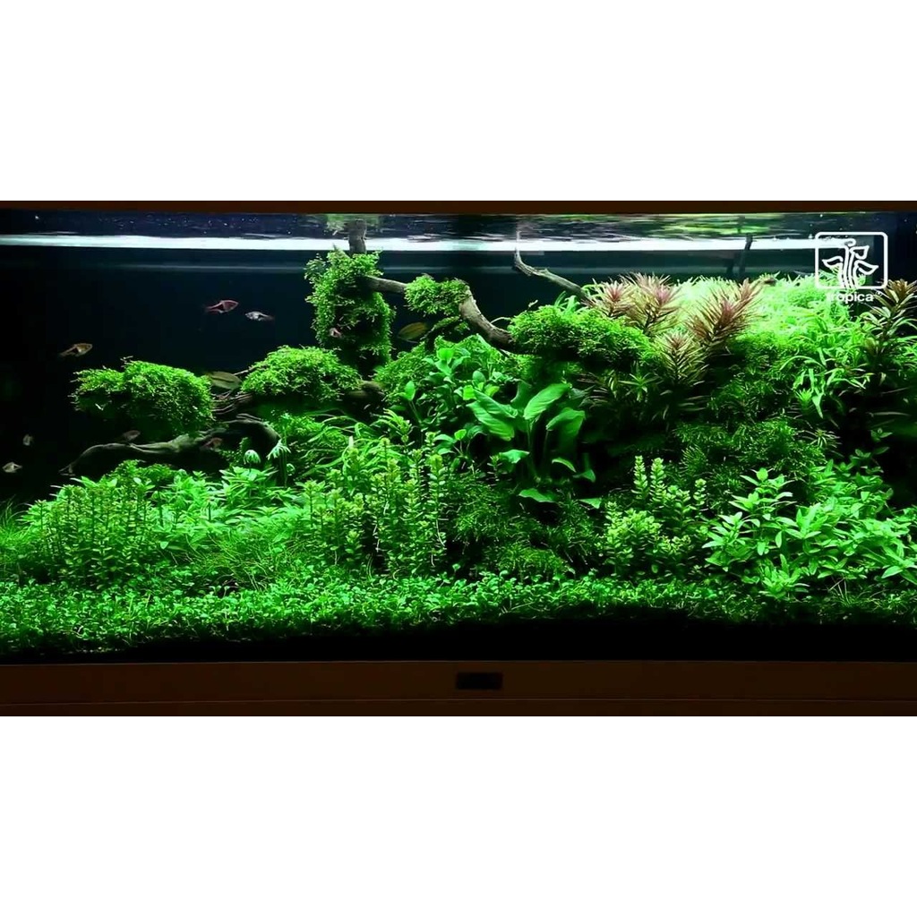 Akvaryum Makro 3 Lu Set Bitki Besinleri Fiyatlari Ve Ozellikleri