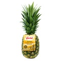 21762486 - Verita Gold Ananas 10 Adet 12 KG - n11pro.com