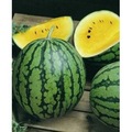 Hizli Gonderim Tendersweet Orange Sari Karpuz Tohumu Satisi