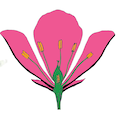 botanikaktar
