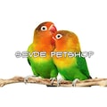 sevdepetshop