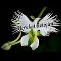 BEREKETİLETİŞİMFA