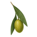 HanSafi