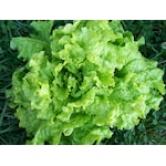 Yeşil Yapraklı Kıvırcık Marul160+ Tohum N112889