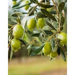 3 Adet Gemlik Trilye Zeytin Fidanı Tüplü 2 Yaş