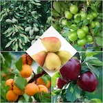 5 Çeşit Meyve Fidanı Badem ,Erik ,Kayısı , Kırmızı Elma , Armut