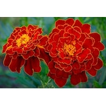 50+ Katmerli Kadife Çiçeği Tohumu Kırmızı Çiçekli N115448