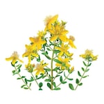 Sarı Kantoron Çiçeği Tohumu 10 Adet Tohum Kantaron