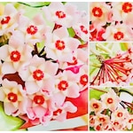 Akdeniz Tarım Hoya Pink 1+ Mt Kokulu Mum Çiçeği Bitkisi Koleksiyo