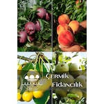 4 Çeşit Karışık Meyve Fidanı K.elma , Şeftali , Sarı Kiraz, Armut
