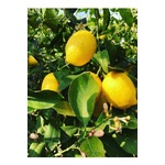 4 Adet Aşılı Yediveren Mayer Limon Ağacı Fidanı 3 Yaş