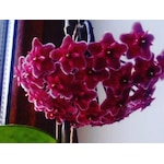 Akdeniz Tarım Hoya 1 + Metre Kırmızı İnci Mum Çiçeği Bitkisi