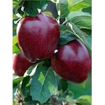 3 Adet Aşılı Kırmızı Elma Red Chief Fidanı 3 Yaş