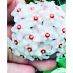 Akdeniz Tarım Hoya Kar Beyazı 1+ Metre Kokulu Mum Çiçeği Bitkisi