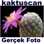 Kaktuscan&GercekFoto