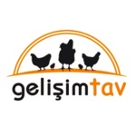 GelişimtavTavukçuluk