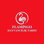FlamingoHayvancılık