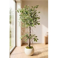 Yapay Benjamin Starlight Ağacı Beyaz-yeşil 120 Cm Küre Saksılı Yapay Benjamin Starlight Ağacı Beyaz-yeşil 120 Cm Küre Saksılı