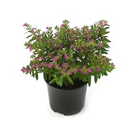 Kufeya (Cennet Çiçeği) Pembe Kufeya (Cennet Çiçeği) Pembe