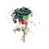 Gelin Teli Çiçeği – Begonia Saxifraga (Askılı Saksıda) Gelin Teli Çiçeği – Begonia Saxifraga (Askılı Saksıda)