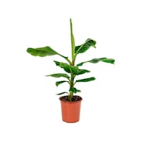 Saksıda Muz Fidanı 1 Adet 70-100 Cm Saksıda Muz Fidanı 1 Adet 70-100 Cm