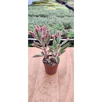 Thebestonline Kalanchoe Pink Butterflies Pembe Aşkın Gözyaşı 5.5 Cm Saksıda 1 Adet Thebestonline Kalanchoe Pink Butterflies Pembe Aşkın Gözyaşı 5.5 Cm Saksıda 1 Adet