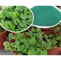 250 GR Fare Kulağı Çim Tohumu Dichondra Repens Kundura Çimi 250 GR Fare Kulağı Çim Tohumu Dichondra Repens Kundura Çimi