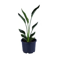 Starliçe - Starliçe Regina - Bitki Boyu 50-60 Cm Saksı Hariç - Cennet Kuşu - Strelitzia Regina Starliçe - Starliçe Regina - Bitki Boyu 50-60 Cm Saksı Hariç - Cennet Kuşu - Strelitzia Regina