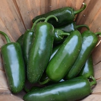 Doğal Çok Acı Jalapeno Biber Tohumu 20Adet Doğal Çok Acı Jalapeno Biber Tohumu 20Adet