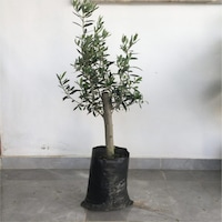 Zeytin Fidanı Gemlik Zeytin Fidanı Gemlik