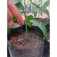 Mango Fidanı Mangifera İndica L.. 50-60 Cm. Tüplü Mango Fidanı Mangifera İndica L.. 50-60 Cm. Tüplü