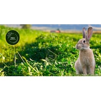 Poly Kemirgen Doğal Kuru Yonca Kemirgen Otu-tavşan-ginepig-hamster 3000 Gr Poly Kemirgen Doğal Kuru Yonca Kemirgen Otu-tavşan-ginepig-hamster 3000 Gr