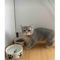 2 Adet Yüksek Kalite 12.5 Cm, 400 Ml Seramik Kedi Ve Köpek Mama Su Kabı 2 Adet Yüksek Kalite 12.5 Cm, 400 Ml Seramik Kedi Ve Köpek Mama Su Kabı