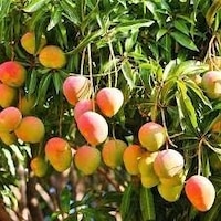 Tüplü Türkiye'De Yetişebilen Mango Fidanı N11.873 Tüplü Türkiye'De Yetişebilen Mango Fidanı N11.873