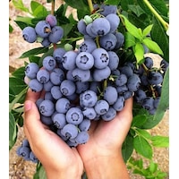 Tüplü Yaban Mersini Blue Berry Fidanı Tüplü Yaban Mersini Blue Berry Fidanı