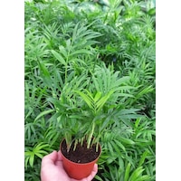 AREKA PALMİYESİ 20-25 cm - HEDİYELİK SALON OFİS BİTKİSİ AREKA PALMİYESİ 20-25 cm - HEDİYELİK SALON OFİS BİTKİSİ